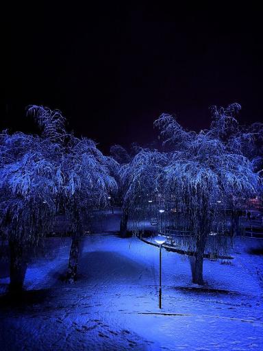 عکس پارک لاله