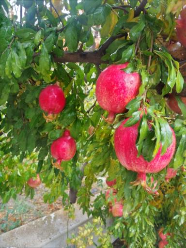 عکس انارستان یاقوت طایفه خانی