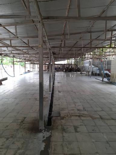 عکس قالیشویی صدرا 