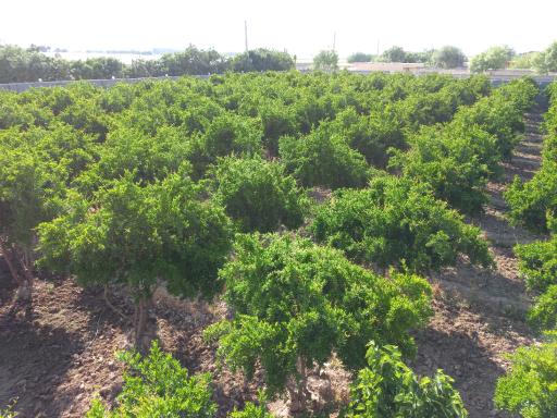 عکس انارستان یاقوت طایفه خانی