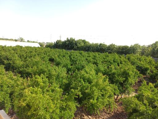 عکس انارستان یاقوت طایفه خانی