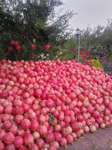 عکس انارستان یاقوت طایفه خانی