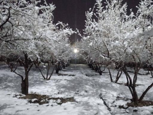 عکس انارستان یاقوت طایفه خانی