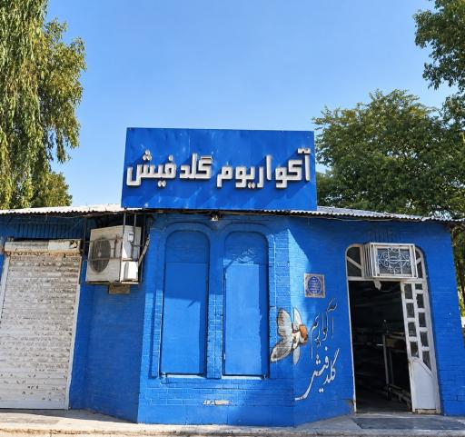 عکس آکواریوم گلدفیش