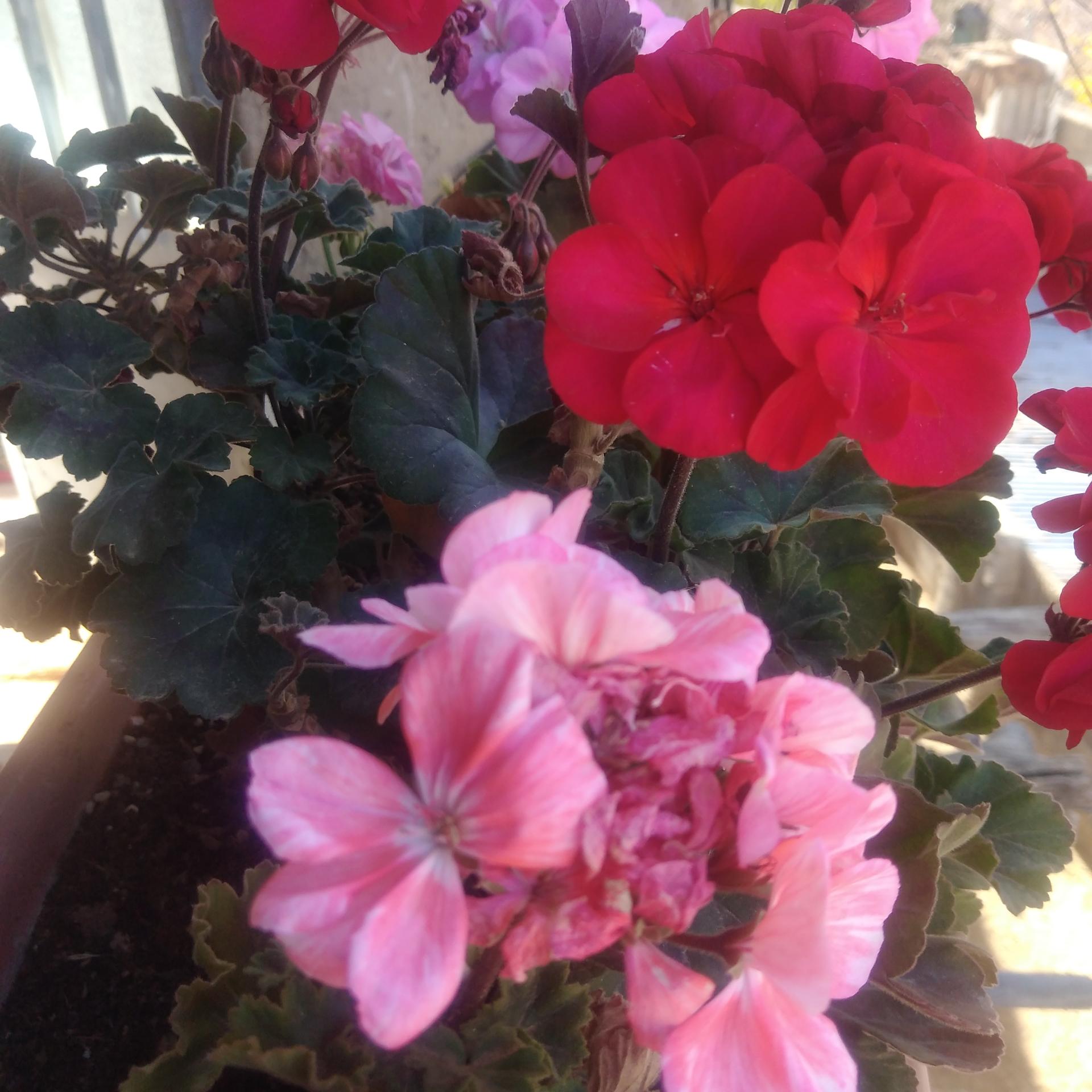 عکس گل فروشی نگارسازان