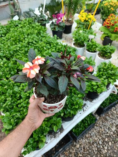 عکس گلخانه اچینو