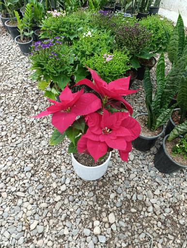 عکس گلخانه اچینو