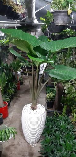 عکس گل فروشی نگارسازان