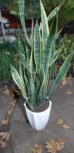 عکس گل فروشی نگارسازان