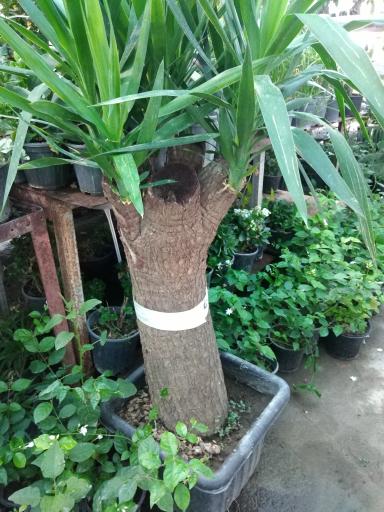 عکس گل فروشی نگارسازان