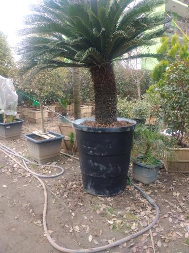 عکس گل فروشی نگارسازان