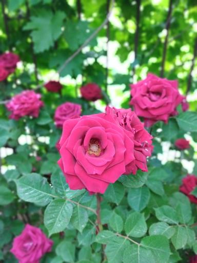 عکس گل فروشی نگارسازان