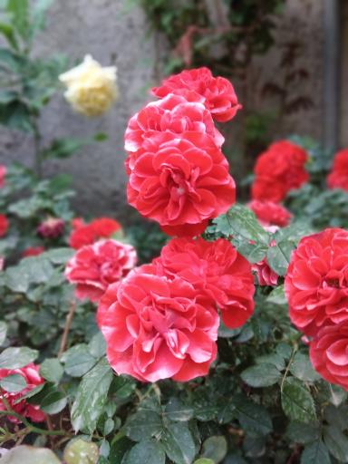 عکس گل فروشی نگارسازان