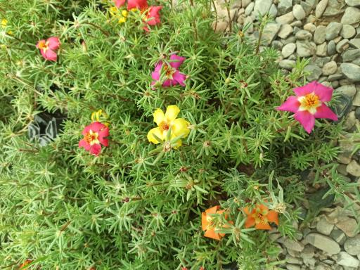 عکس گلخانه اچینو