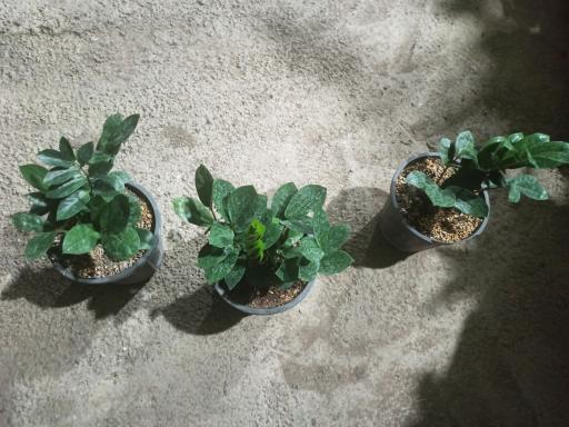 عکس گل فروشی نگارسازان