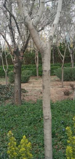 عکس بوستان بانوان