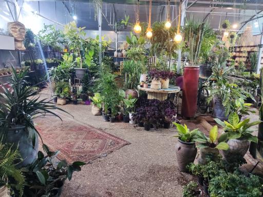 عکس گل و کاکتوس شیراز اسلام پناه