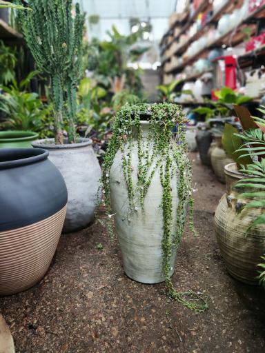 عکس گل و کاکتوس شیراز اسلام پناه