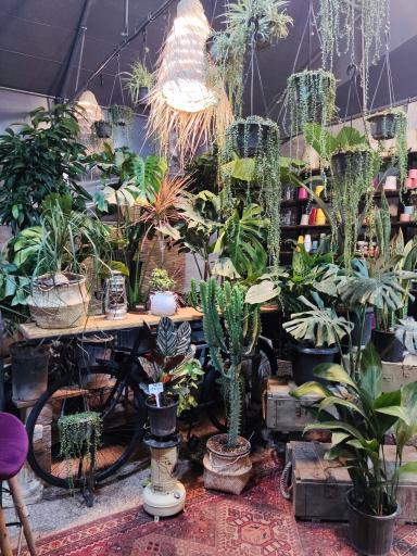 عکس گل و کاکتوس شیراز اسلام پناه