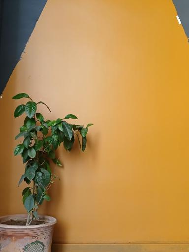 عکس استودیو ۲۱