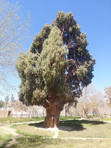 عکس سرو کهنسال مهریز