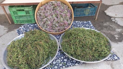 عکس غرفه ترشک