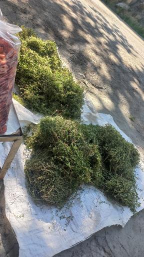 عکس غرفه ترشک