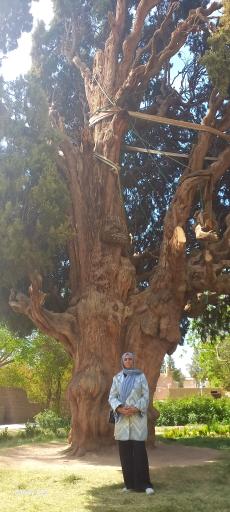 عکس سرو کهنسال مهریز