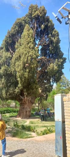 عکس سرو کهنسال مهریز