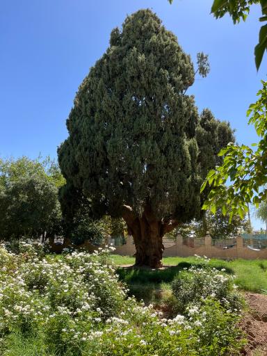 عکس سرو کهنسال مهریز