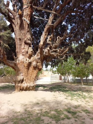 عکس سرو کهنسال مهریز