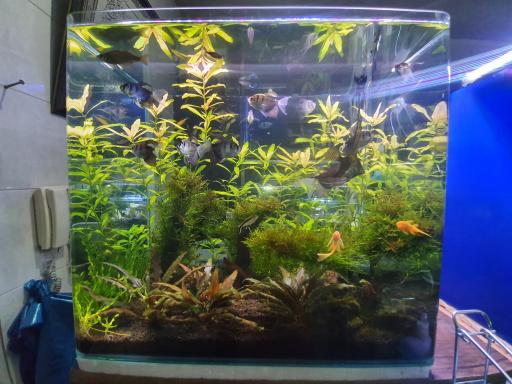 عکس مرکز تکثیر و پرورش ماهیان زینتی کاسپین