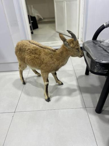 عکس کلینیک دامپزشکی دکتر موسوی‌نسب