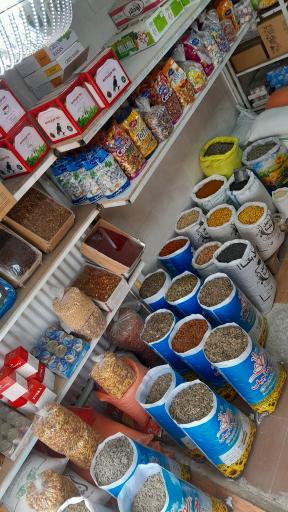 عکس خشکبار محمود آجیلی