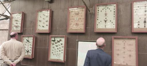 باغ پروانه ها