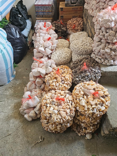 عکس چمن مصنوعی اکسپوز