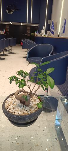 عکس شرکت پرواز هدهد