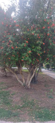 عکس پارک بسیج 