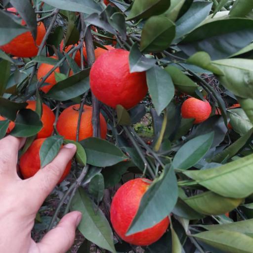 عکس نهالستان آراسته (شعبه ماهفورجک)