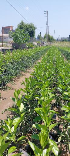 عکس نهالستان آراسته (شعبه ماهفورجک)