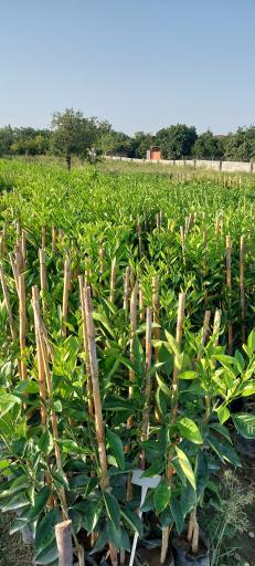 عکس نهالستان آراسته (شعبه ماهفورجک)