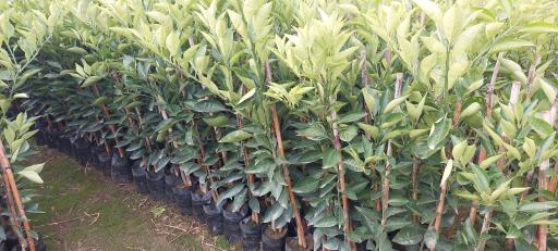 عکس نهالستان آراسته (شعبه ماهفورجک)