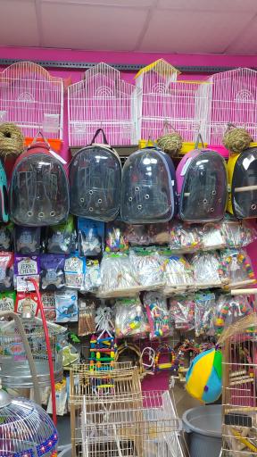 عکس پت شاپ پرطلایی 