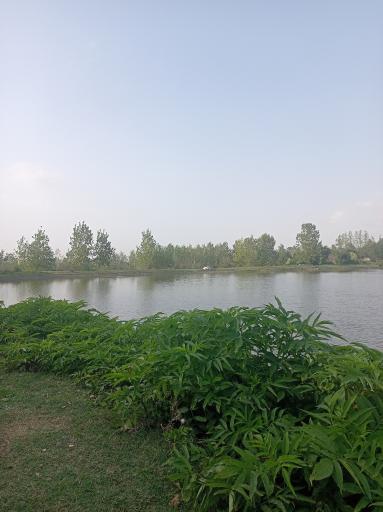عکس آب بندان نارنج گل