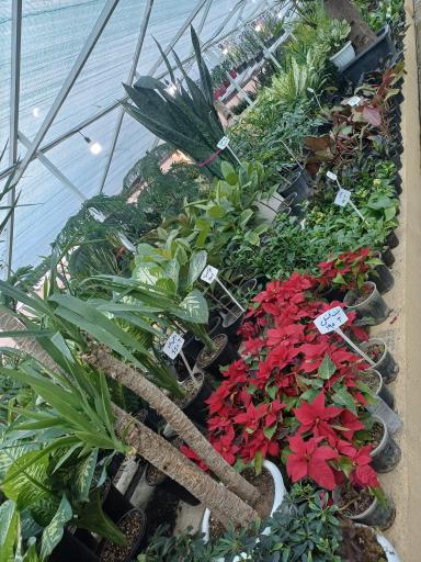 عکس طبیعت سبز قلب آسیا