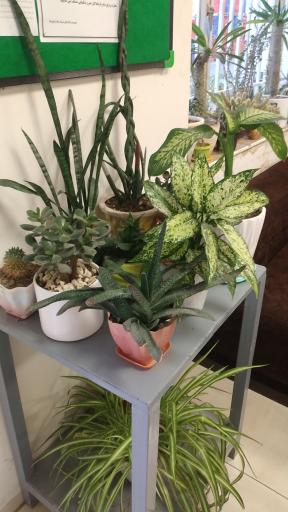 عکس کافه تخت جمشید