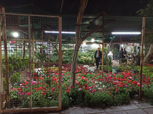 عکس گلخانه گلباغ جزیره