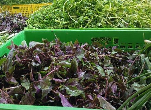 عکس سبزی خردکنی نرگس