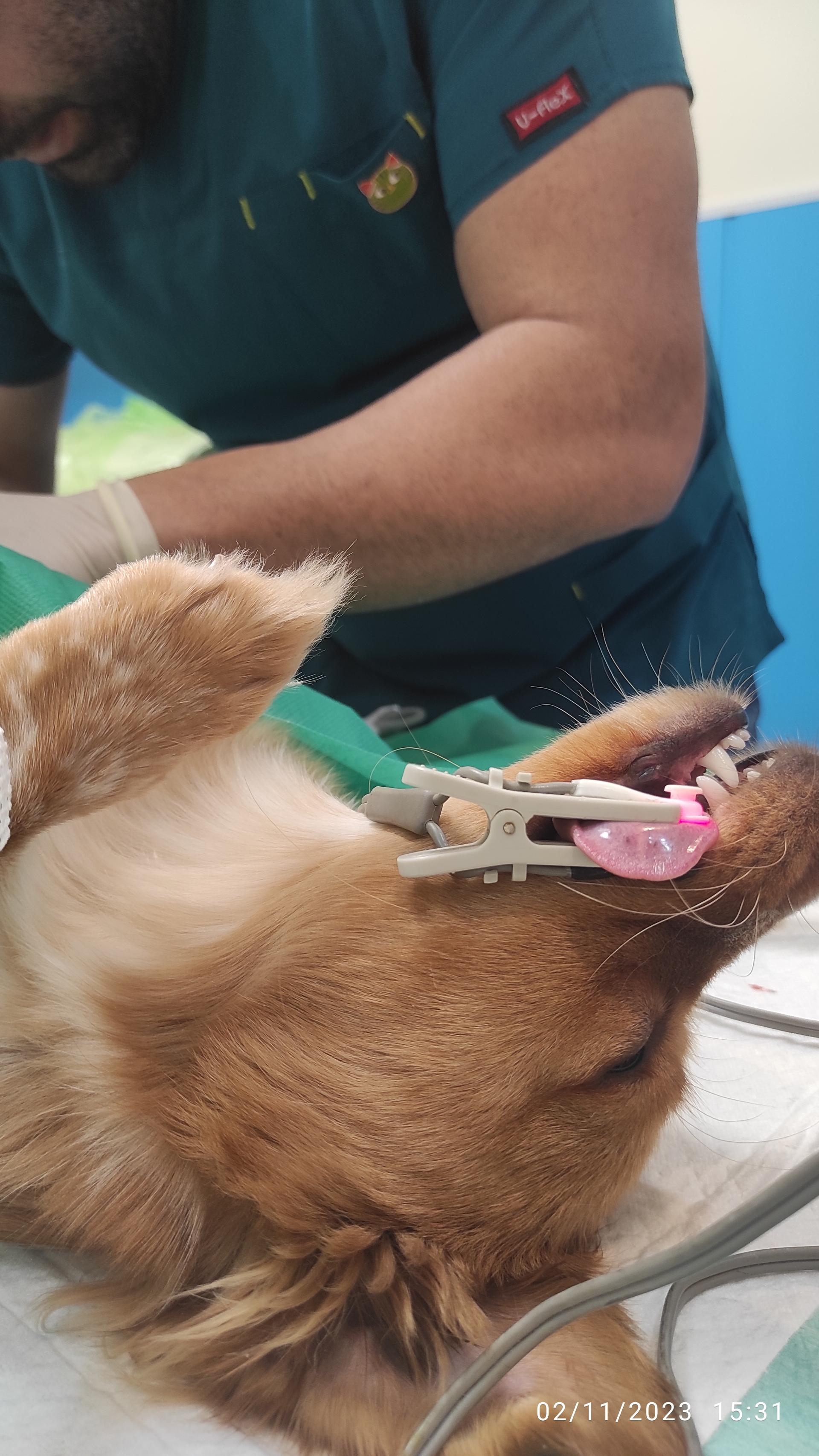 عکس کلینیک دامپزشکی هیل