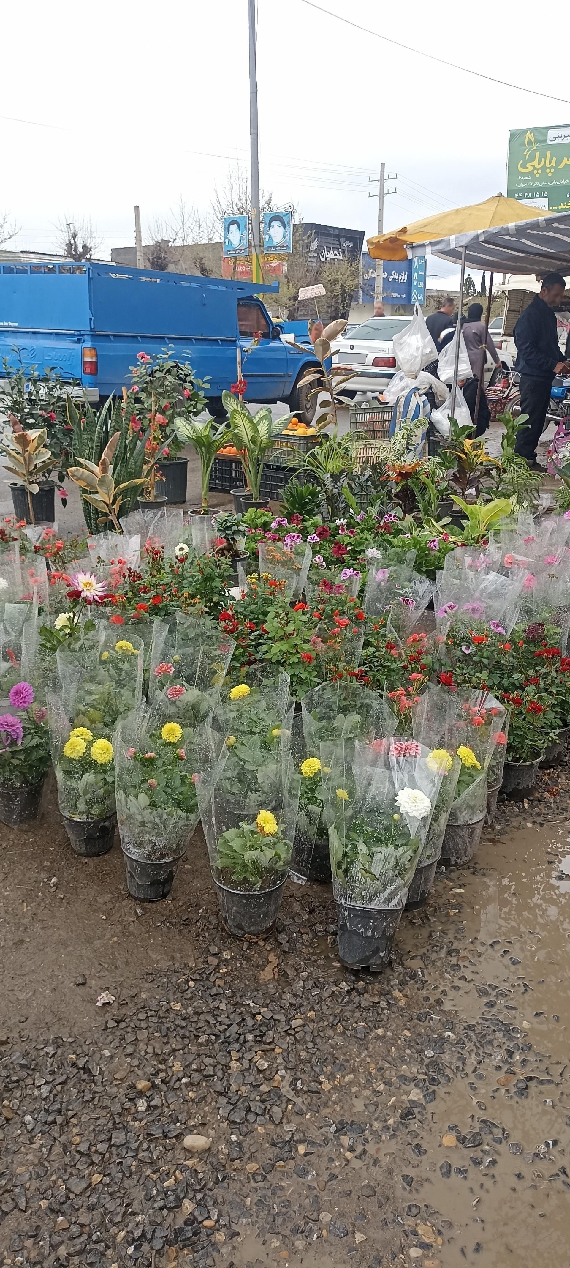 عکس جمعه بازار جویبار